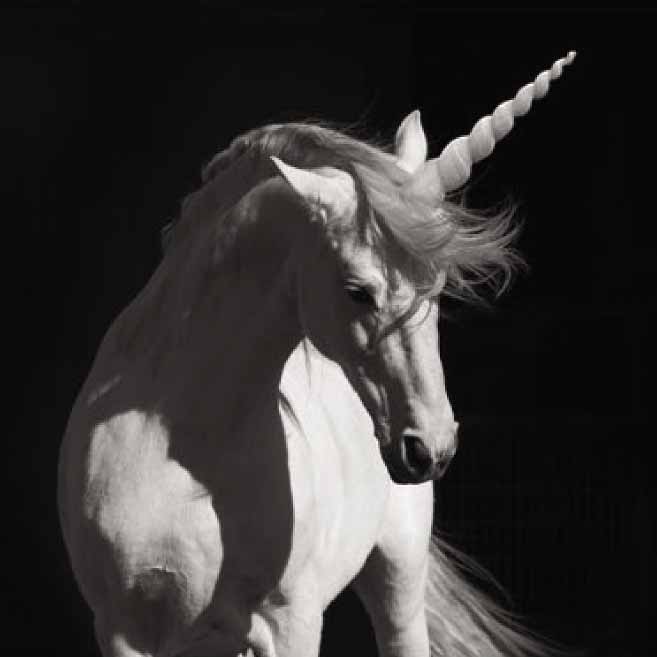 A unicorn.